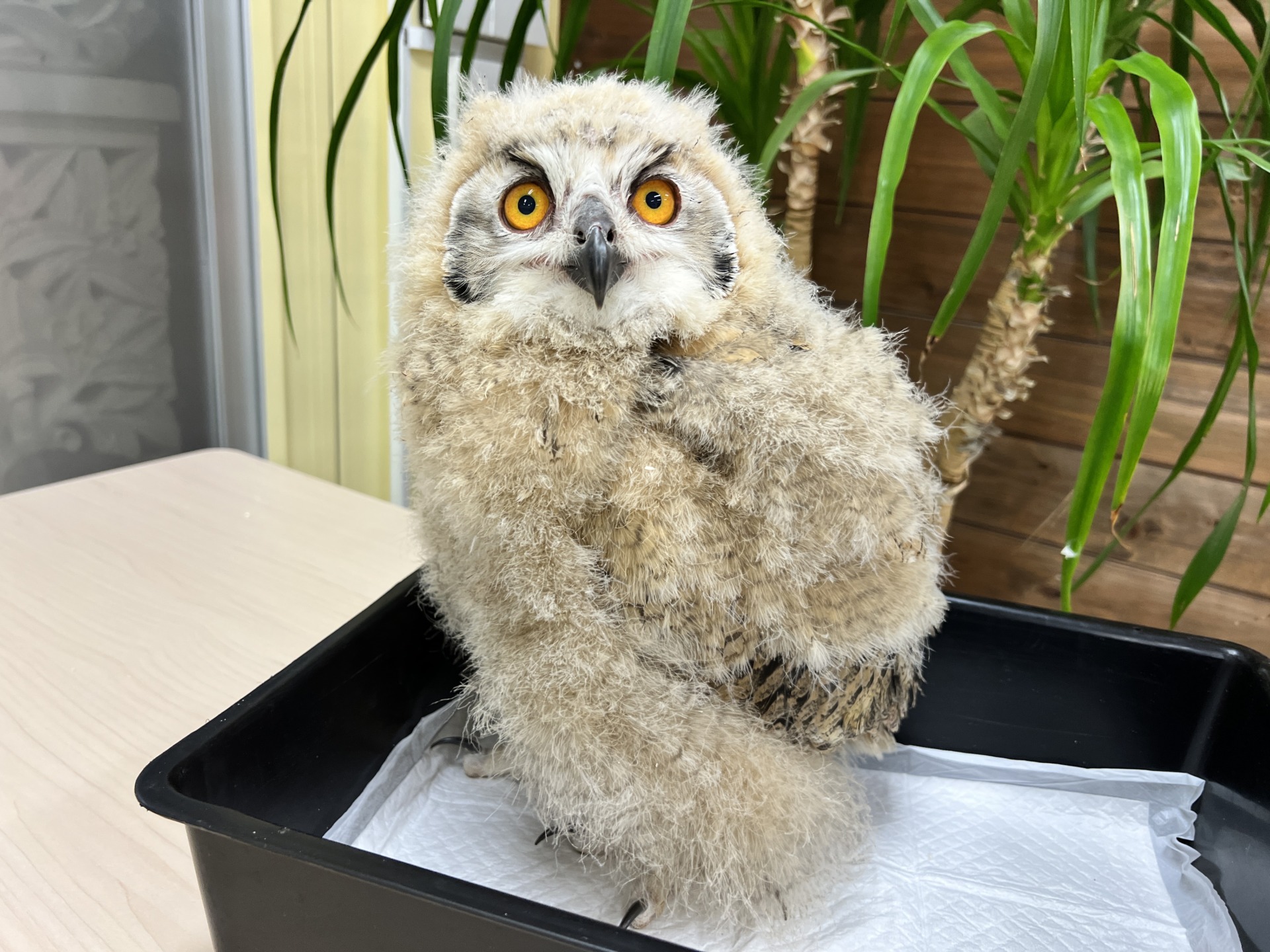 43C19A6B-37C2-490E-BD41-