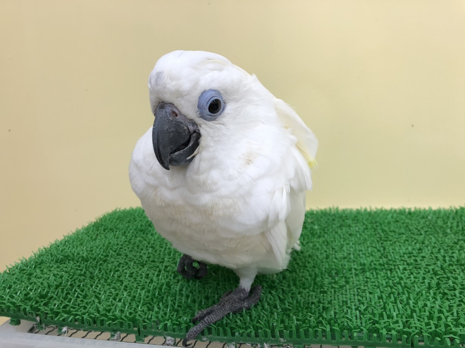 ルリメタイハクオウム （2020年4月生） アニマル バード＆アニマルプロショップテイクオフ