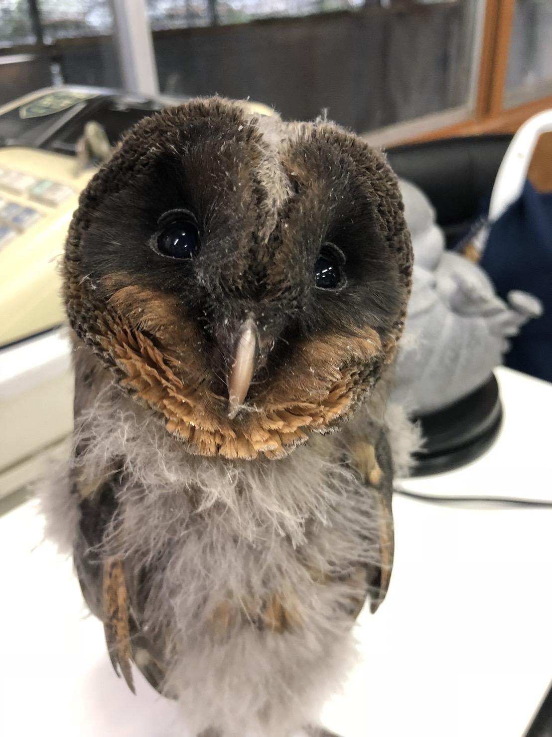 オオカミとフクロウ　フクロウとアラカシのビューロ　ブラック 000000001558_dgVBBUz.jpg