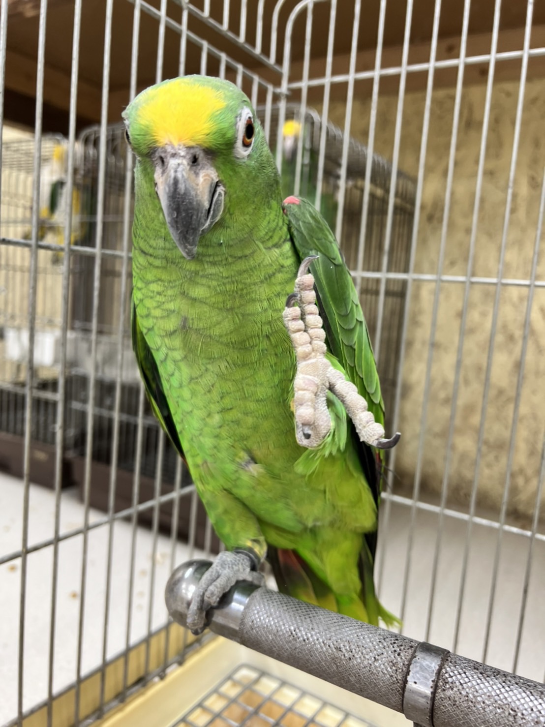 専用ページ アケボノインコ キビタイボウシインコ