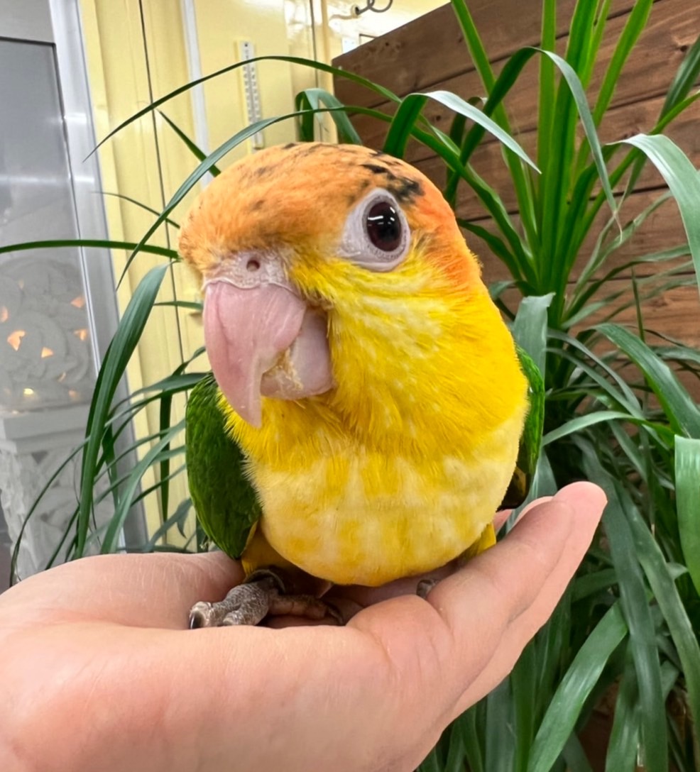 シロハラインコ　アキクサインコ（ルビノー）他 シロハラインコ属図鑑｜Caique / Pionites | OPiときめく愛鳥図鑑
