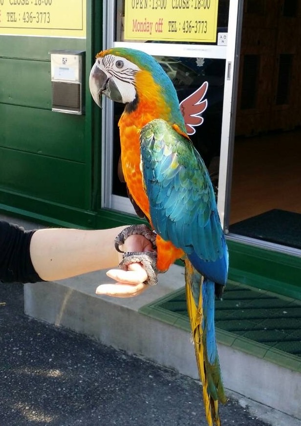 半額ストア ハルクインコンゴウインコ ズグロシロハラインコ