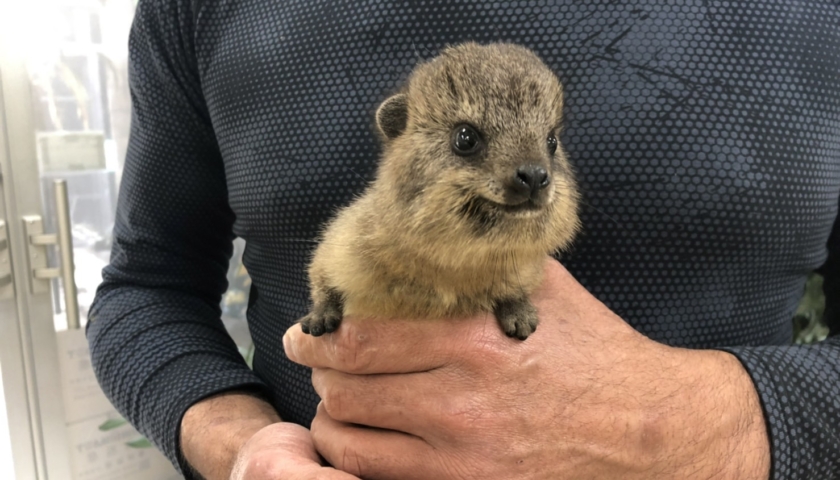 ケープハイラックス ２０２１年２月２日生 アニマル バード アニマルプロショップテイクオフ