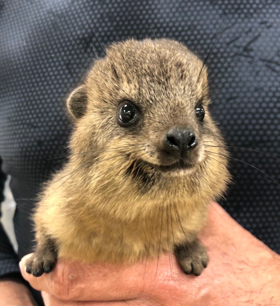 ケープハイラックス ２０２１年２月２日生 アニマル バード アニマルプロショップテイクオフ