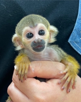 サル その他哺乳類 アニマル一覧 バード アニマルプロショップテイクオフ サル その他哺乳類 アニマル一覧 バード アニマルプロショップテイクオフ