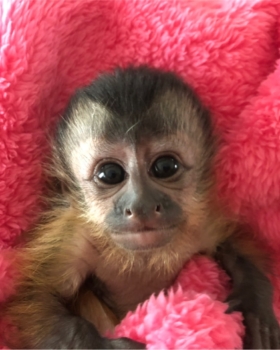 サル その他哺乳類 アニマル一覧 バード アニマルプロショップテイクオフ サル その他哺乳類 アニマル一覧 バード アニマルプロショップテイクオフ