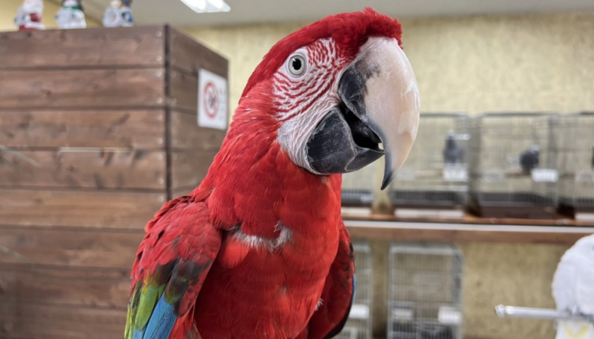 優れたペットとなる人気のコンゴウインコ
