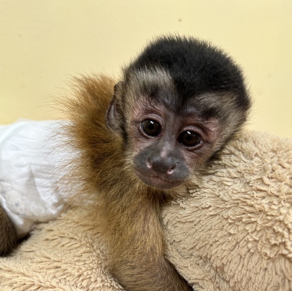 フサオマキザル ２０２２年７月２５日生 アニマル バード アニマルプロショップテイクオフ