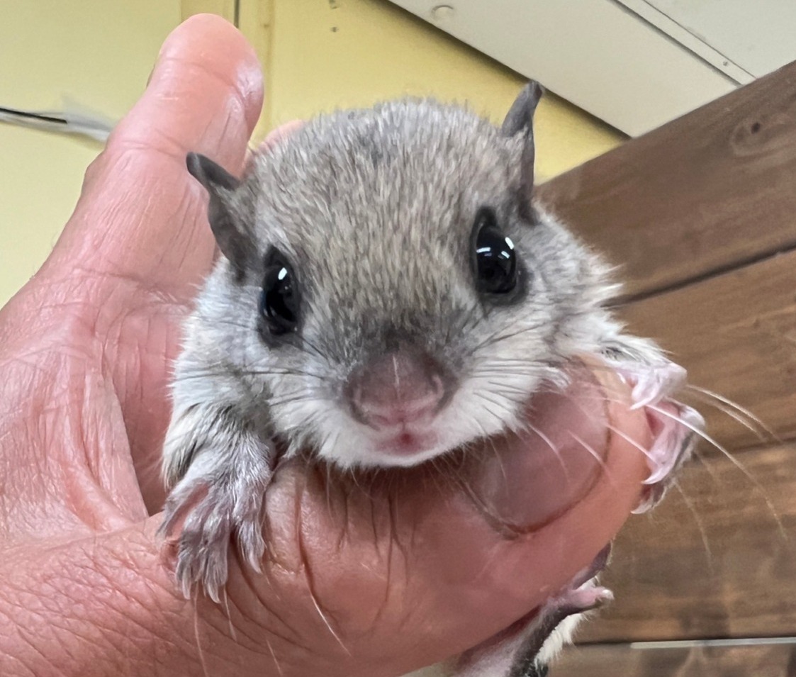 アメリカモモンガ (2023年4月18日生) | アニマル | バード