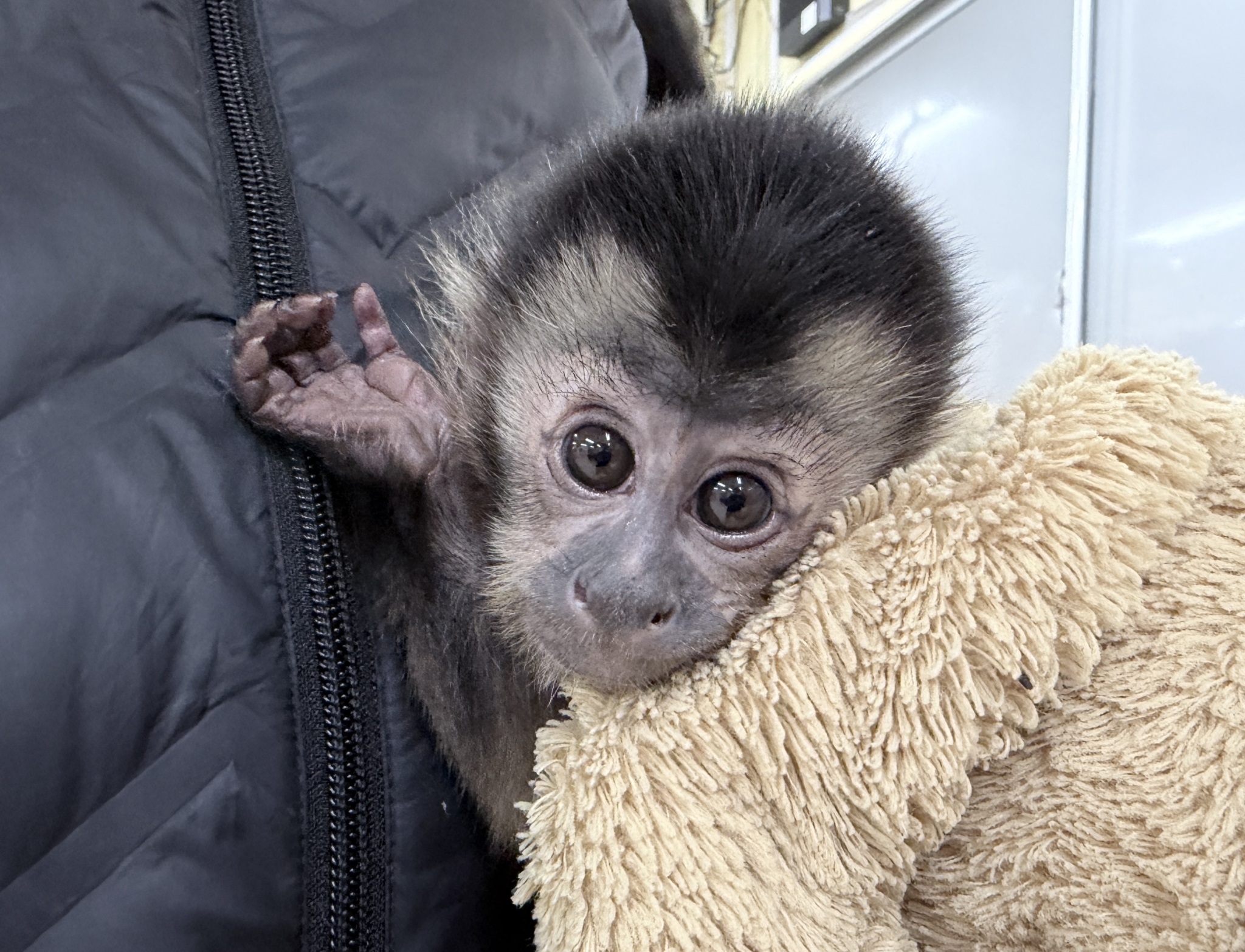 サル | アニマル一覧 | バード＆アニマルプロショップテイクオフ